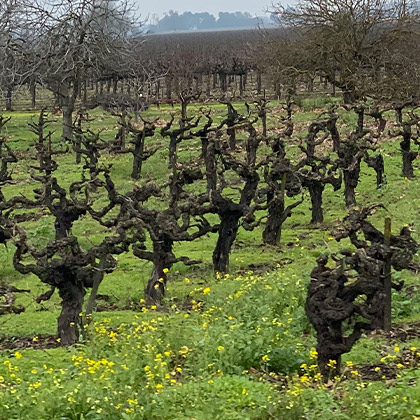 Zindandel Old Vine Vineyards