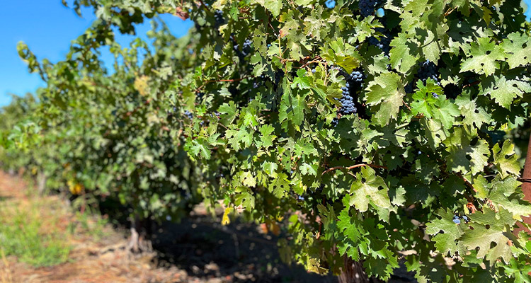 Lodi Zindandel Vineyards