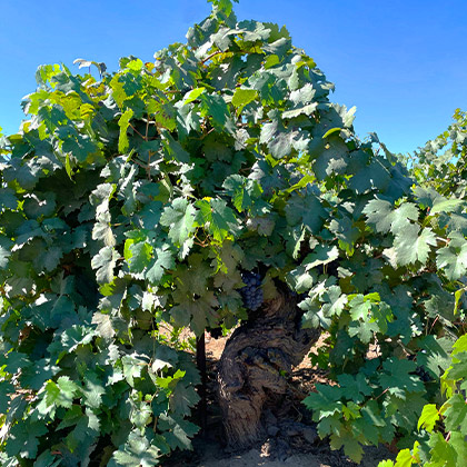 Zindandel Old Vine Vineyards