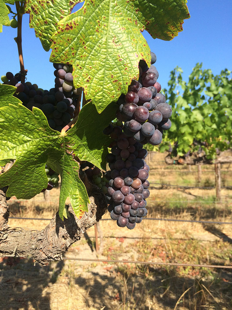 Zindandel grapes